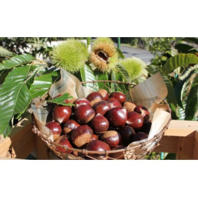 【年3回】フルーツ・野菜定期便 梨・栗・高濃度トマト