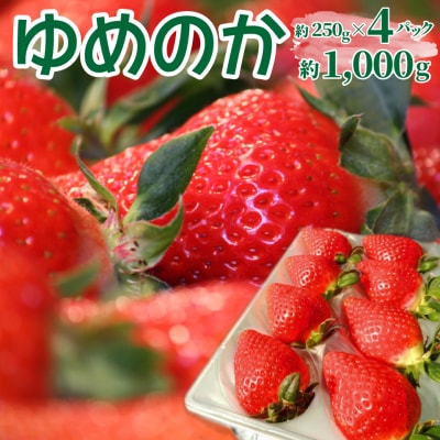 苺ゆめのか 250g×4パック【期間・数量限定】<2027年1月下旬～3月下旬頃発送予定>