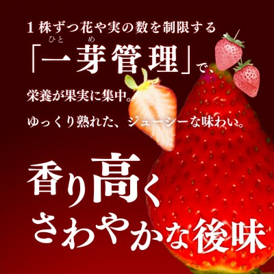 苺ゆめのか 285g×4パック【期間・数量限定】<2026年1月下旬～3月下旬頃発送予定>