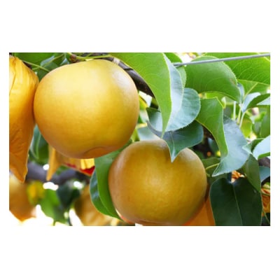 <佐川のフルーツ・野菜 定期便(全5回)> 苺・冷凍ブルーベリー・フルーツトマト・梨・夢甘栗