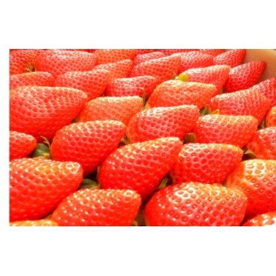 佐川のおすすめ!定期便(全10回)