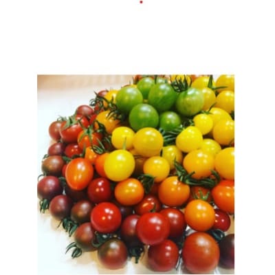 〈2026年1月より順次発送〉アルテminiの宝石箱 約1kg×1箱 フルーツトマト