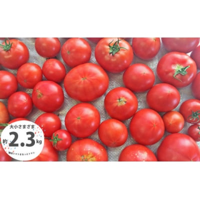 <2027年1月頃～発送>【訳あり】約2.3kg  織田トマト 高知県佐川町産トマト