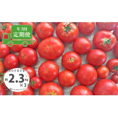 <2027年1月頃～発送>【3回定期便】【訳あり】高知県佐川町産トマト約2.3kg  織田トマト
