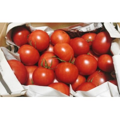 <2027年1月頃～発送>【3回定期便】【訳あり】高知県佐川町産トマト約2.3kg  織田トマト