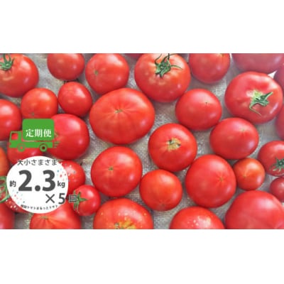 <2026年1月頃から発送>5回定期便【訳あり】佐川町産トマト約2.3kg×5ヶ月 織田トマト 