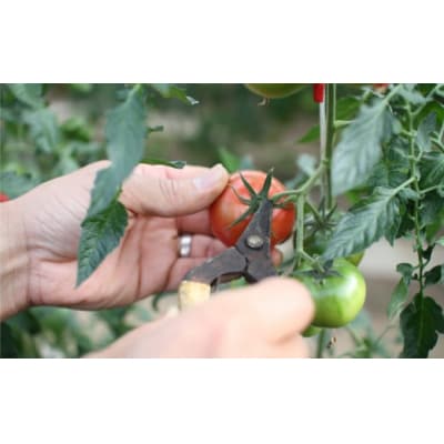 <2026年1月頃から発送>5回定期便【訳あり】佐川町産トマト約2.3kg×5ヶ月 織田トマト 