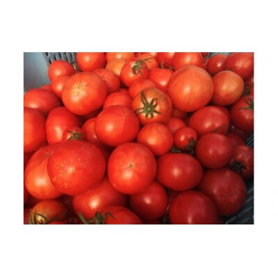 <2026年1月頃から発送>5回定期便【訳あり】佐川町産トマト約2.3kg×5ヶ月 織田トマト 