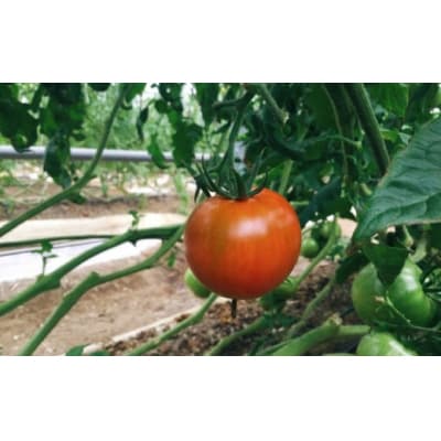 <2026年1月頃～発送>【5回定期便】フルーツトマト 1kg×5回『合計5kg』織田トマト