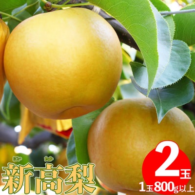 <2025年秋発送>　≪秀品≫ 新高梨 2玉 (1玉約800g以上)