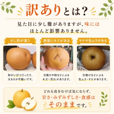 <2026年秋発送先行受付中!> ≪訳あり品(変形 キズあり)≫　新高梨 4～6玉 (約 4kg)
