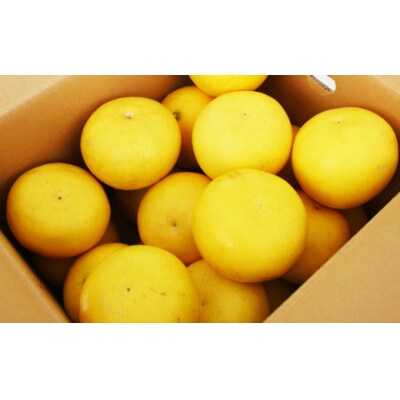 土佐文旦 【5kg】佐川町産 サイズ混合