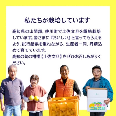 土佐文旦 【5kg】佐川町産 サイズ混合