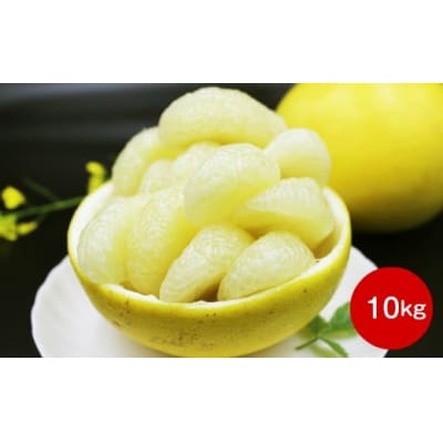 佐川町産 土佐文旦(家庭用)10kg【数量限定】