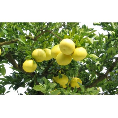 佐川町産 土佐文旦(家庭用)10kg【数量限定】