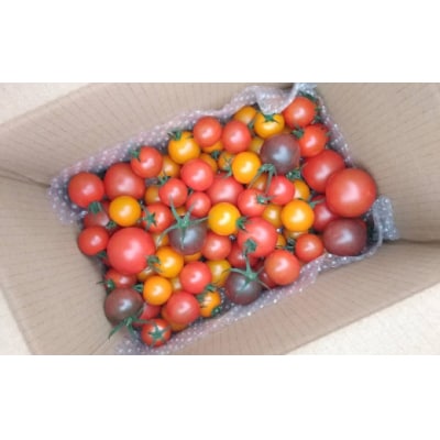 【2027年1月～4月頃発送】<約900g×3回 定期便 >カラフルトマト アイメックトマト