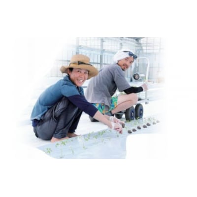 【2027年1月～8月発送】<約1.2kg×7回 定期便>訳あり フルティカアイメックトマト 