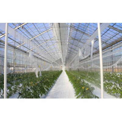 【2027年1月～8月頃発送】<約2.4kg×7回 定期便>訳あり フルティカアイメックトマト