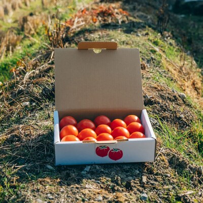 〈2026年12月下旬～順次発送〉【5回定期便】フルーツトマト 原田農園 約800g 小箱 