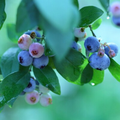 ブルーベリージャム　6個セット