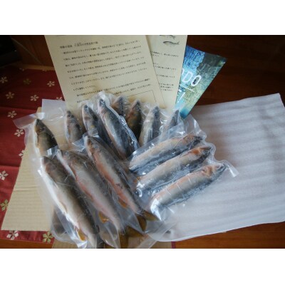 【14-28尾】鮎屋仁淀川の仁淀ブルー友釣り天然鮎1000g