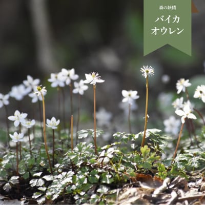 <バイカオウレン> 苗 ポット 4号 1個　<12月～2月頃の間に発送予定>