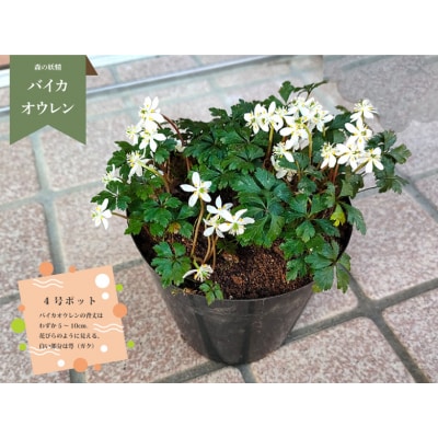 <バイカオウレン> 苗 ポット 4号 1個　<12月～2月頃の間に発送予定>