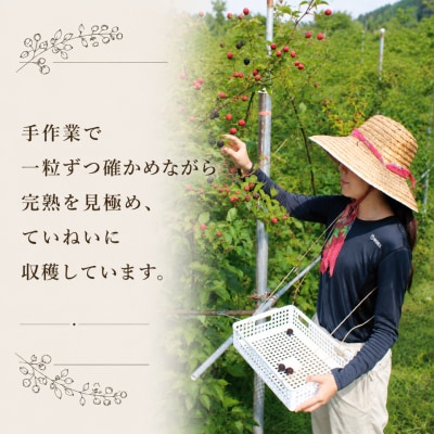 <冷凍ブラックベリー約1kg>秀品 国産 MIYAMOTO FARM