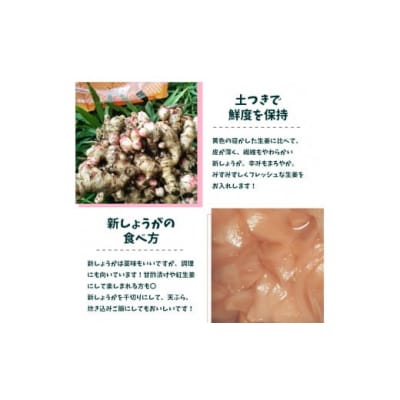 <2026年11月下旬～12月上旬頃発送>【新生姜1kg・佃煮1袋・シロップ1個】ごはんのお供(C)