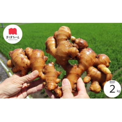 ましまファームの囲い生姜&親生姜食べ比べセット計2kg