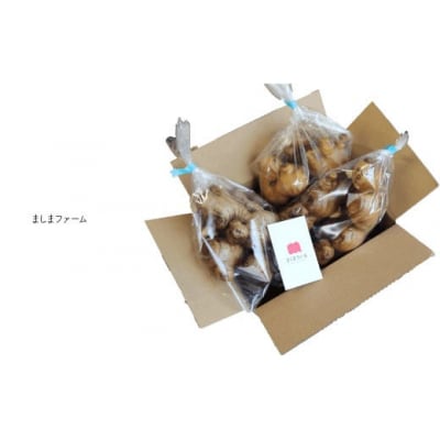 ましまファームの囲い生姜&親生姜食べ比べセット計2kg