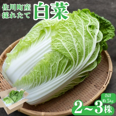 <2026年12月以降にお届け>事前受付中!!佐川町産 白菜 2~3株(約5kg)