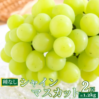 <2025年8月下旬～9月下旬お届け> 事前受付中!! 佐川町産シャインマスカット 2房