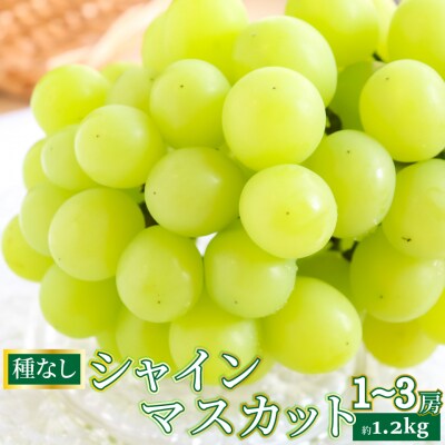 <2027年8月下旬～9月下旬お届け> 事前受付中!! 佐川町産シャインマスカット 1.2kg