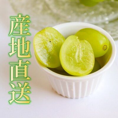 <2027年8月下旬～9月下旬お届け> 事前受付中!! 佐川町産シャインマスカット 1.2kg