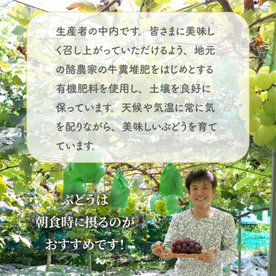 <2027年8月下旬～9月下旬お届け> 事前受付中!! 佐川町産シャインマスカット 1.2kg