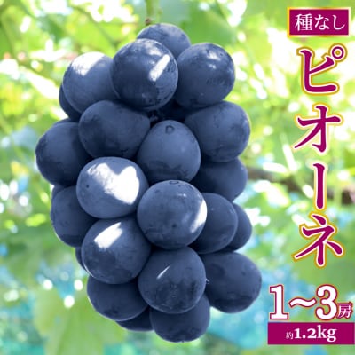 <2026年8月上旬以降にお届け>事前受付中!佐川町産ピオーネ 約1.2㎏