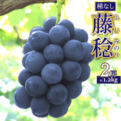 <2025年8月上旬以降にお届け>事前受付中!佐川町産藤稔 2房(約1.2㎏)