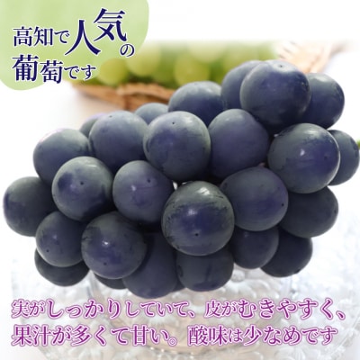 <2025年8月上旬以降にお届け>事前受付中!佐川町産藤稔 2房(約1.2㎏)