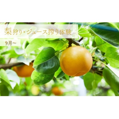 <梨狩り> ナシ収穫体験 + 生ジュース搾り体験 土本観光果樹園 お土産付