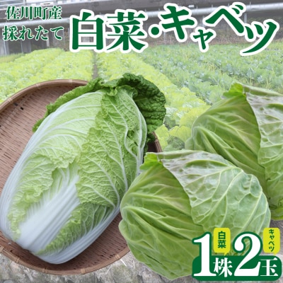 <2026年12月～お届け>事前受付中 佐川町産 白菜1玉(約2.5kg) キャベツ2玉(約2kg)