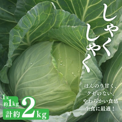 <2026年12月～お届け>事前受付中 佐川町産 白菜1玉(約2.5kg) キャベツ2玉(約2kg)