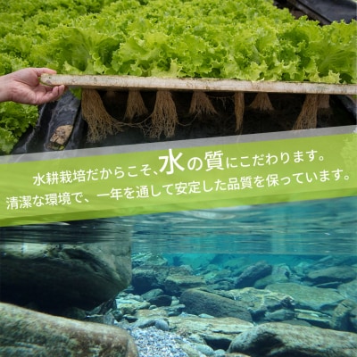 <佐川町産 リーフレタス 10袋> 西村農園