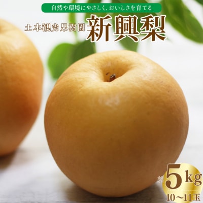 <2026年秋発送 先行受付中!>新興梨 (5kg/10～11玉) 土本観光果樹園
