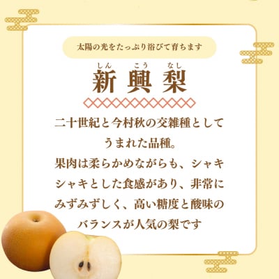 <2026年秋発送 先行受付中!>新興梨 (5kg/10～11玉) 土本観光果樹園