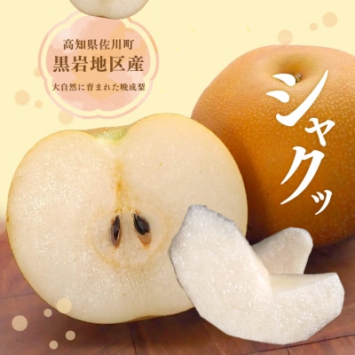 <2026年秋発送 先行受付中!>新興梨 (5kg/10～11玉) 土本観光果樹園