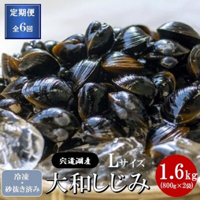 【毎月定期便】宍道湖産 冷凍大和しじみ 砂抜き済 Lサイズ 1.6kg(800g×2袋)全6回
