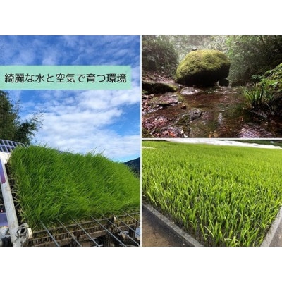 こだわり希少米 つきあかり 10kg【無洗米・残留農薬不検出】