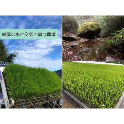 優良金賞受賞米 きぬむすめ 10kg【無洗米・残留農薬不検出】
