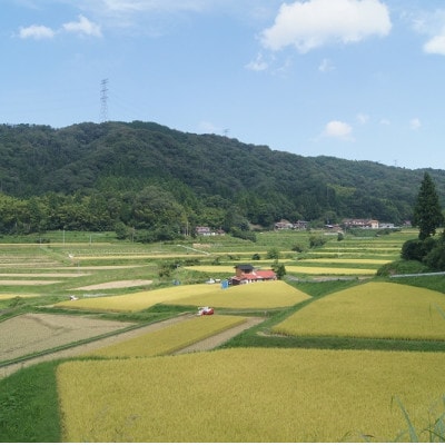 令和6年産・島根県産「比田米きぬむすめ(広瀬町)」10kg(5kg×2)